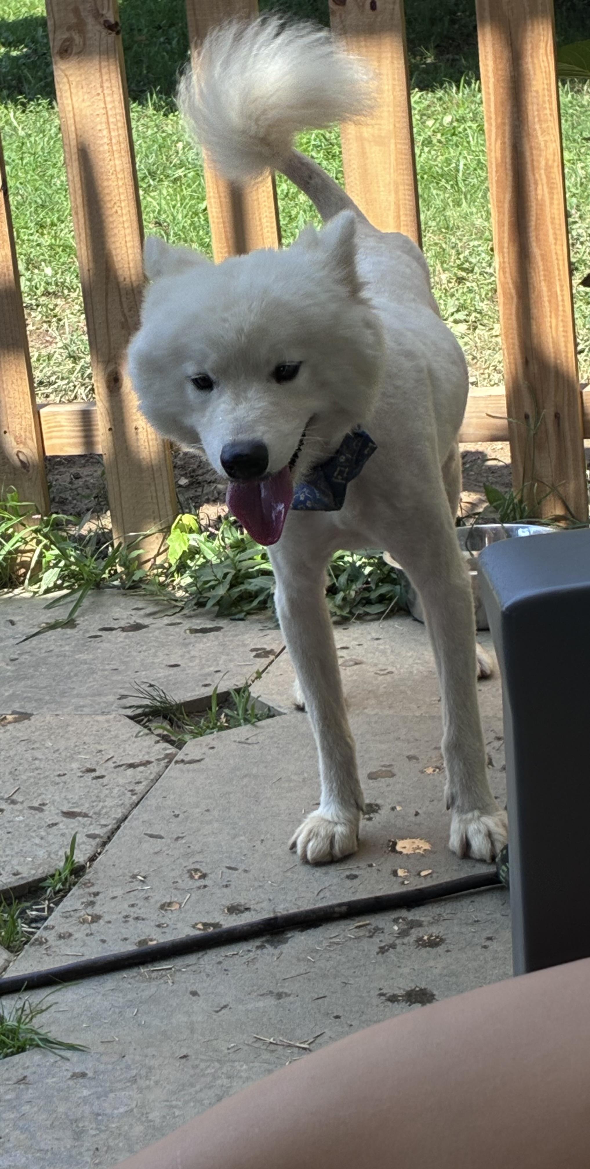 Kai, ADOPTABLE, Puppy Male Samoyed.
