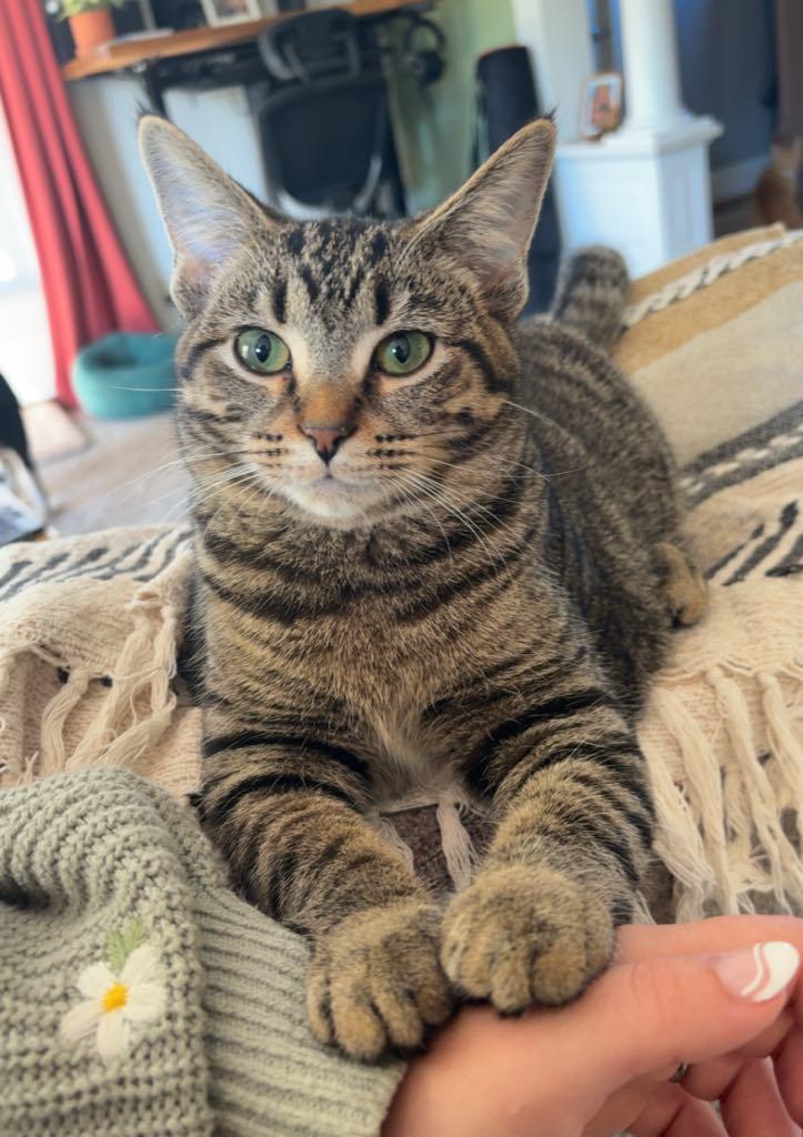 Enlarge Soba, a Adoptable Domestic Short Hair in Cortland, OH image 1/1