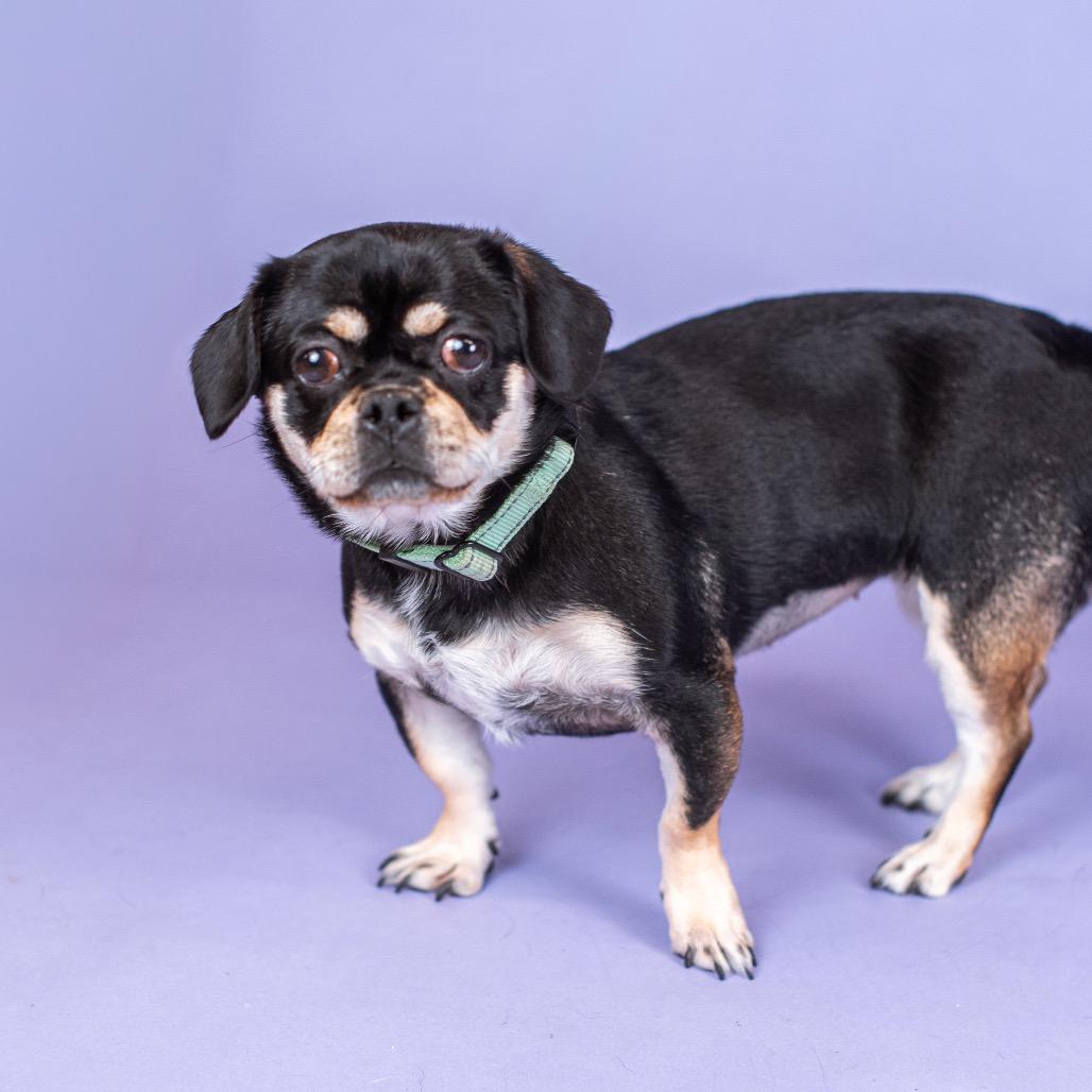 Enlarge Gorda, a Adoptable Mixed Breed in Northbrook, IL image 1/6