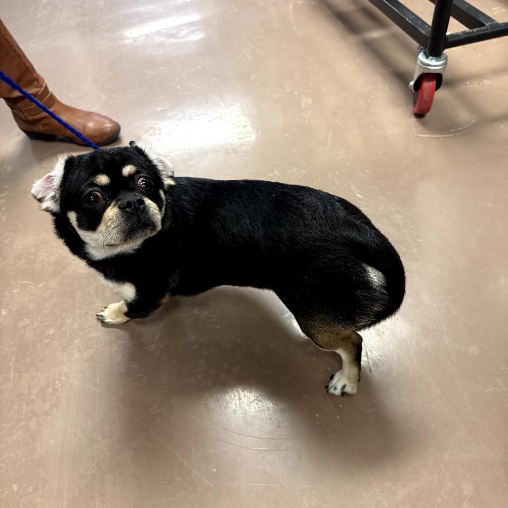 Enlarge Gorda, a Adoptable Mixed Breed in Northbrook, IL image 2/6
