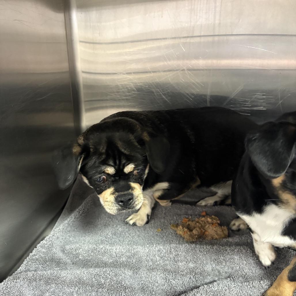 Enlarge Gorda, a Adoptable Mixed Breed in Northbrook, IL image 3/6