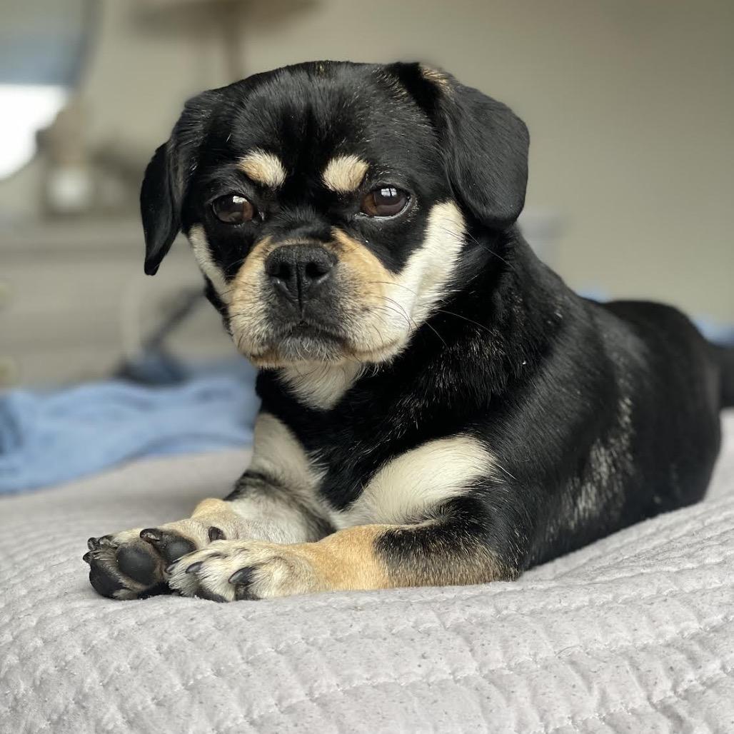 Enlarge Gorda, a Adoptable Mixed Breed in Northbrook, IL image 4/6