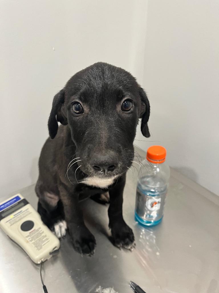 Enlarge Ariana, a Adoptable Labrador Retriever in Benton, AR image 1/1