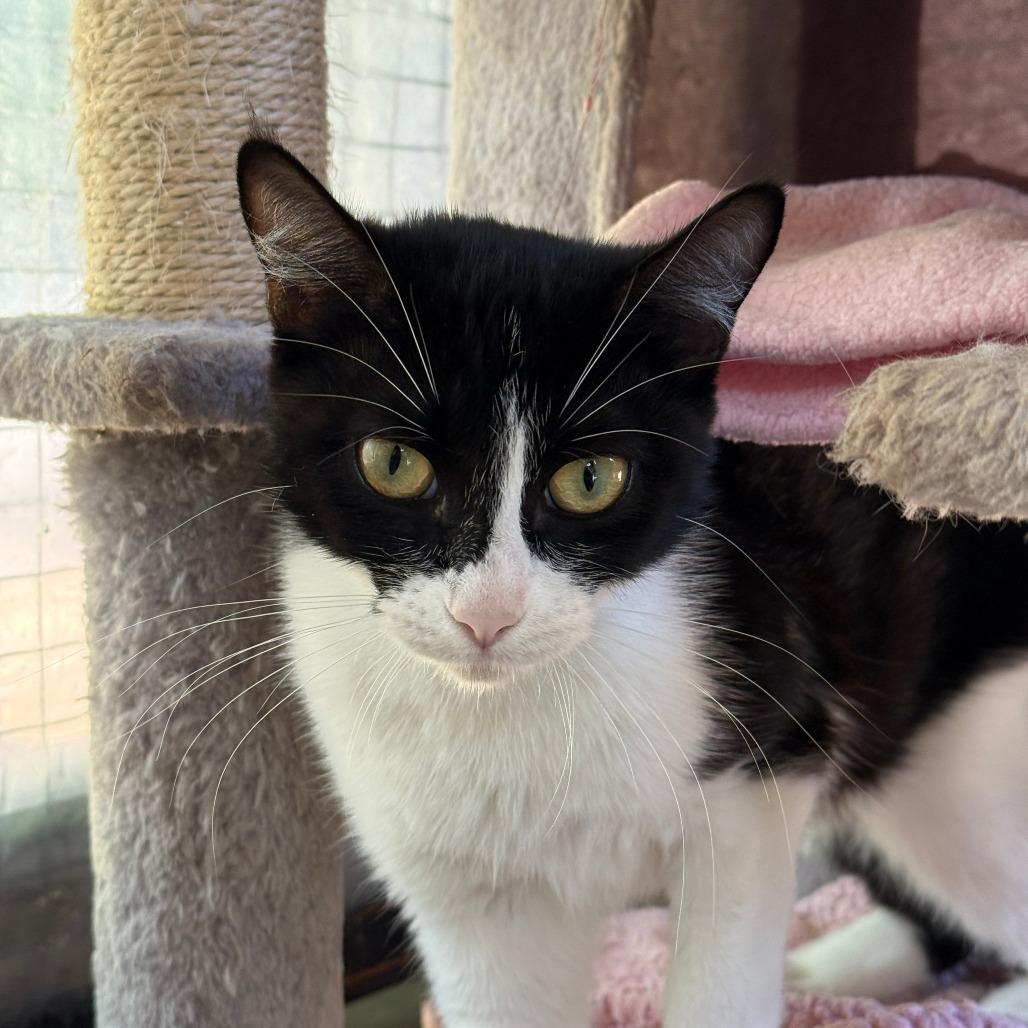 Enlarge Dolly, a Adoptable Domestic Short Hair in Fort Bragg, CA image 1/4