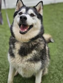 Midnight thumbnail 2