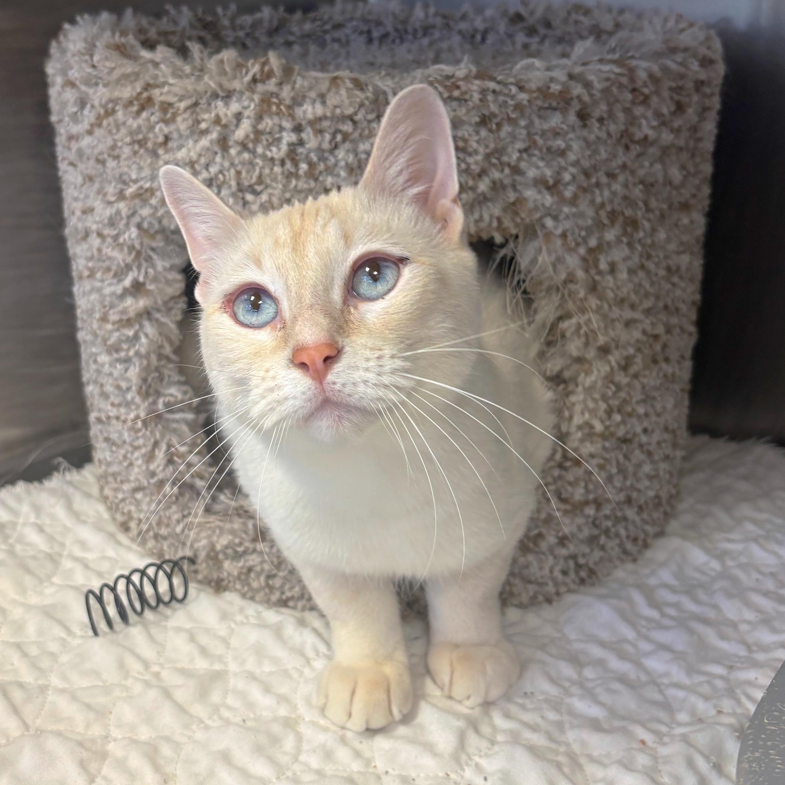 Enlarge Copper, a Adoptable mixed breed in Godfrey, IL image 1/1