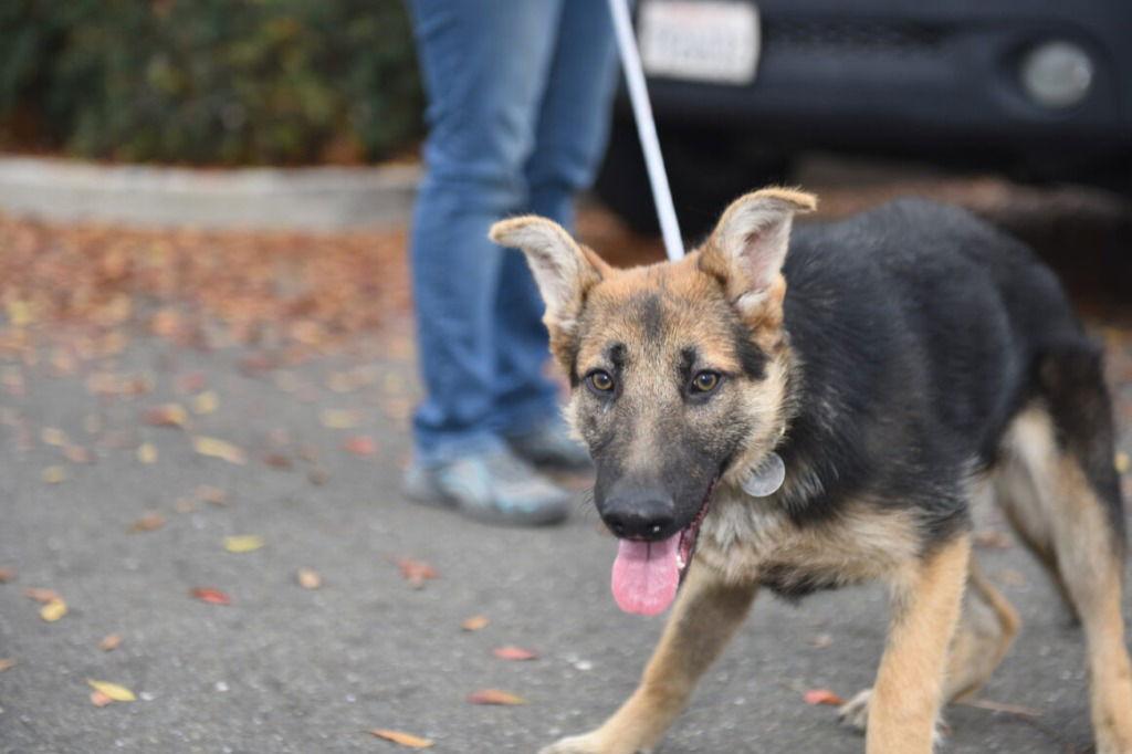 Latkaapostol, Adoptable, Young Female German Shepherd Dog.