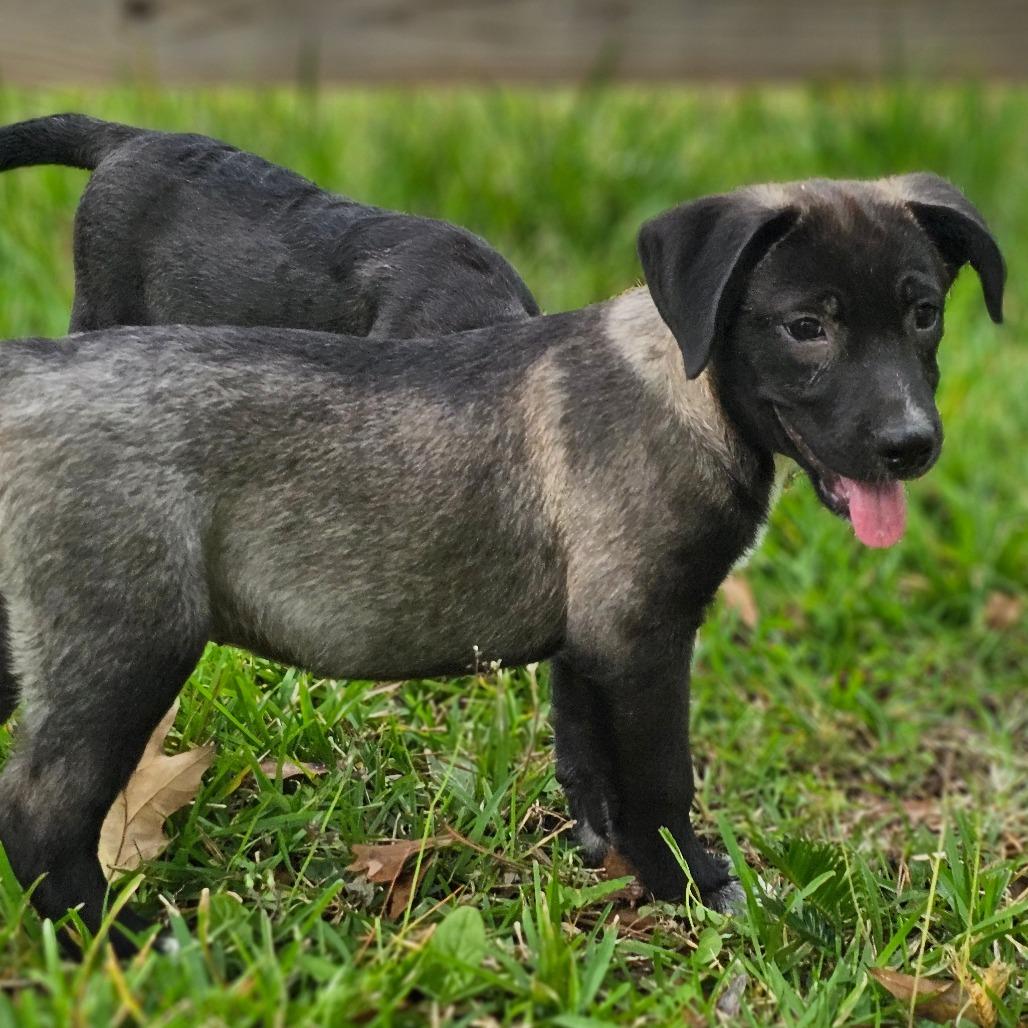 Enlarge Skip, a Adoptable Mixed Breed in Cleveland, TX image 1/5