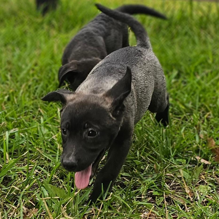 Enlarge Skip, a Adoptable Mixed Breed in Cleveland, TX image 2/5