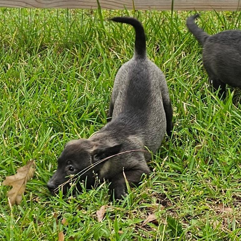 Enlarge Skip, a Adoptable Mixed Breed in Cleveland, TX image 3/5