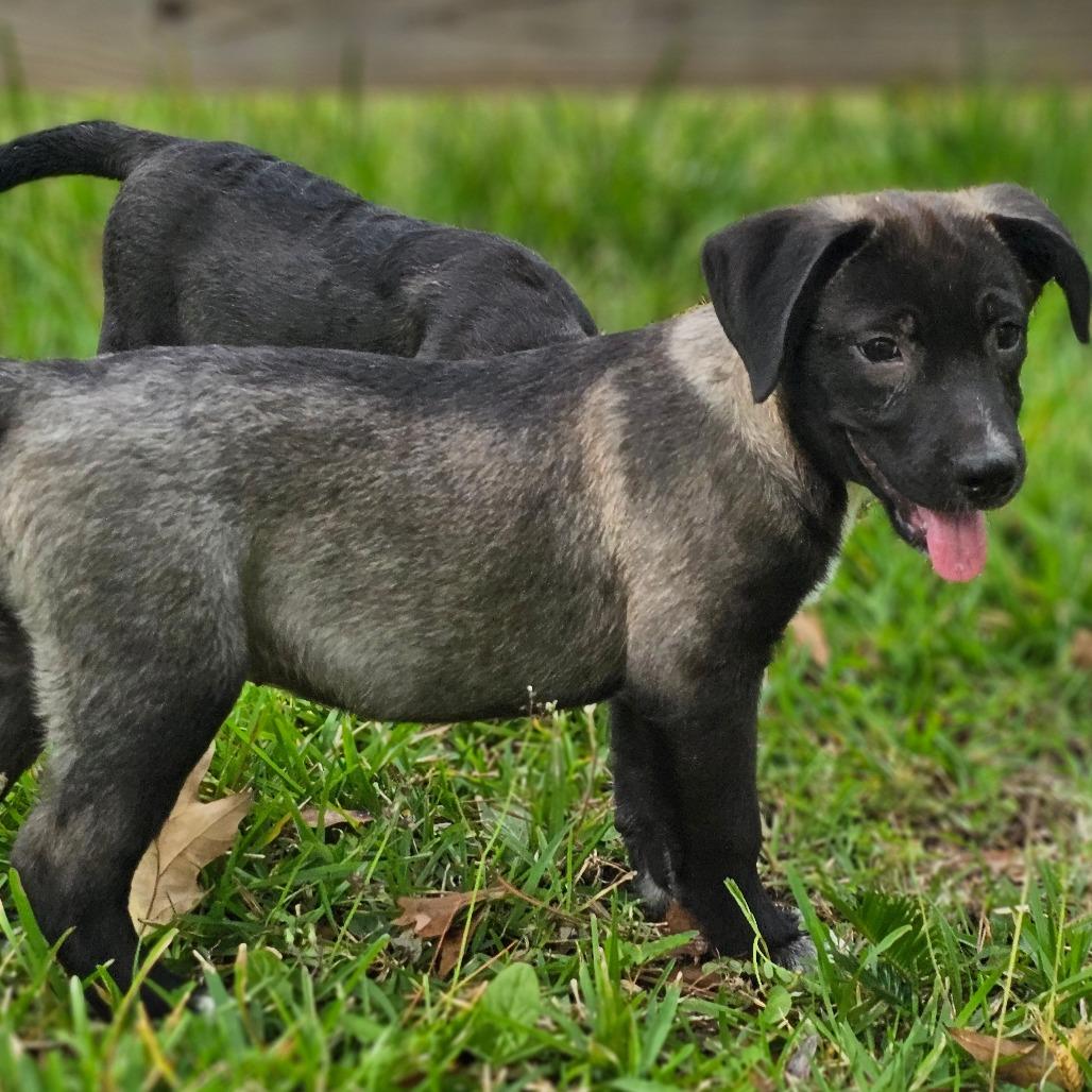 Enlarge Skip, a Adoptable Mixed Breed in Cleveland, TX image 4/5