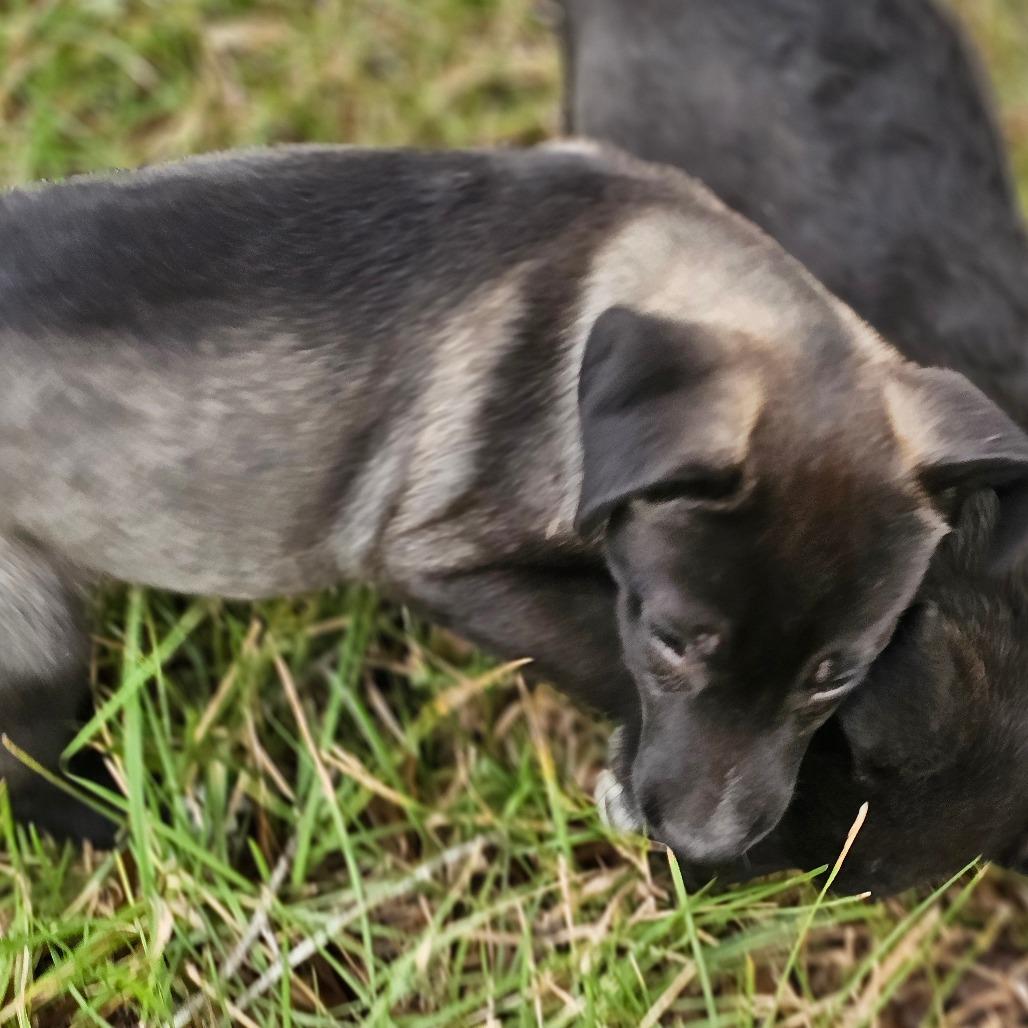 Enlarge Skip, a Adoptable Mixed Breed in Cleveland, TX image 5/5