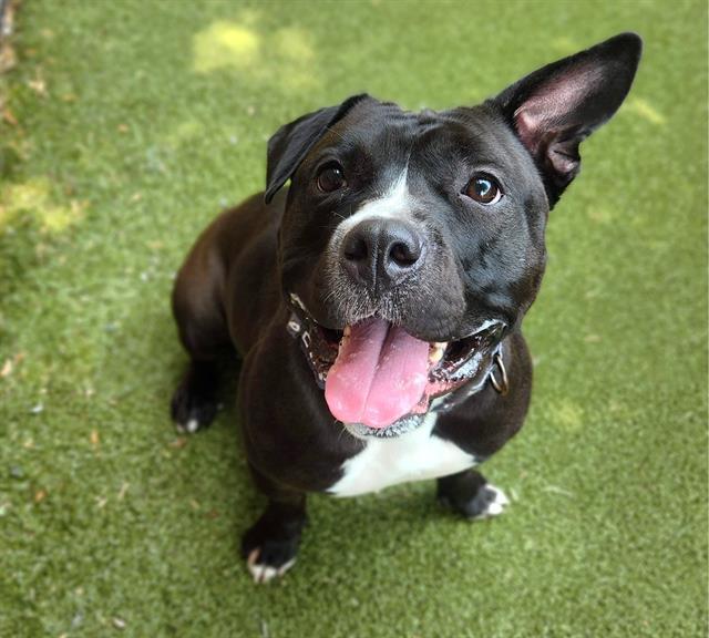 SHUG, Adoptable, Adult Female Pit Bull Terrier & Mixed Breed.