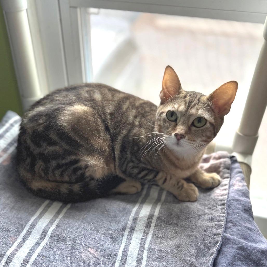 Enlarge Hershey's Kiss, a Adoptable Domestic Short Hair in Brownsboro, AL image 1/3