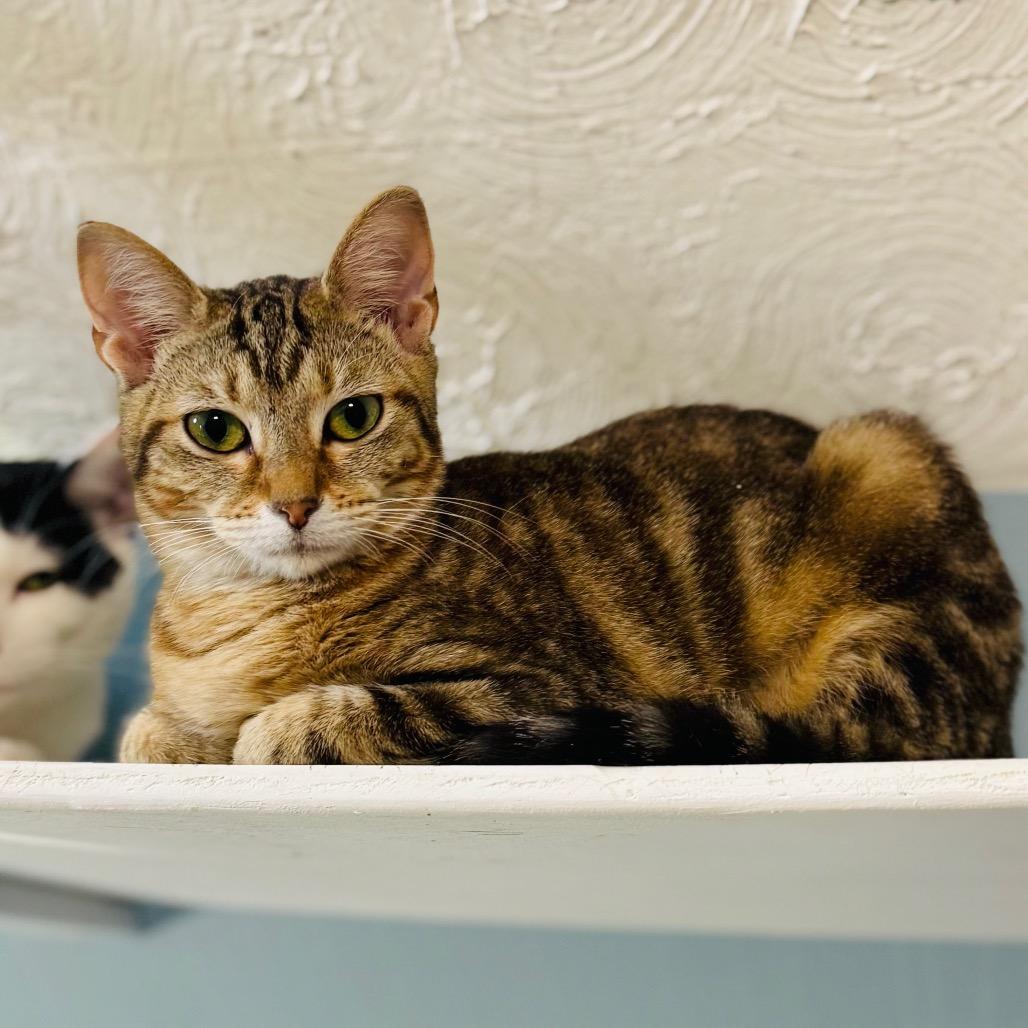 Enlarge Hershey's Kiss, a Adoptable Domestic Short Hair in Brownsboro, AL image 2/3