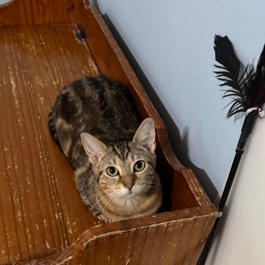 Enlarge Hershey's Kiss, a Adoptable Domestic Short Hair in Brownsboro, AL image 3/3