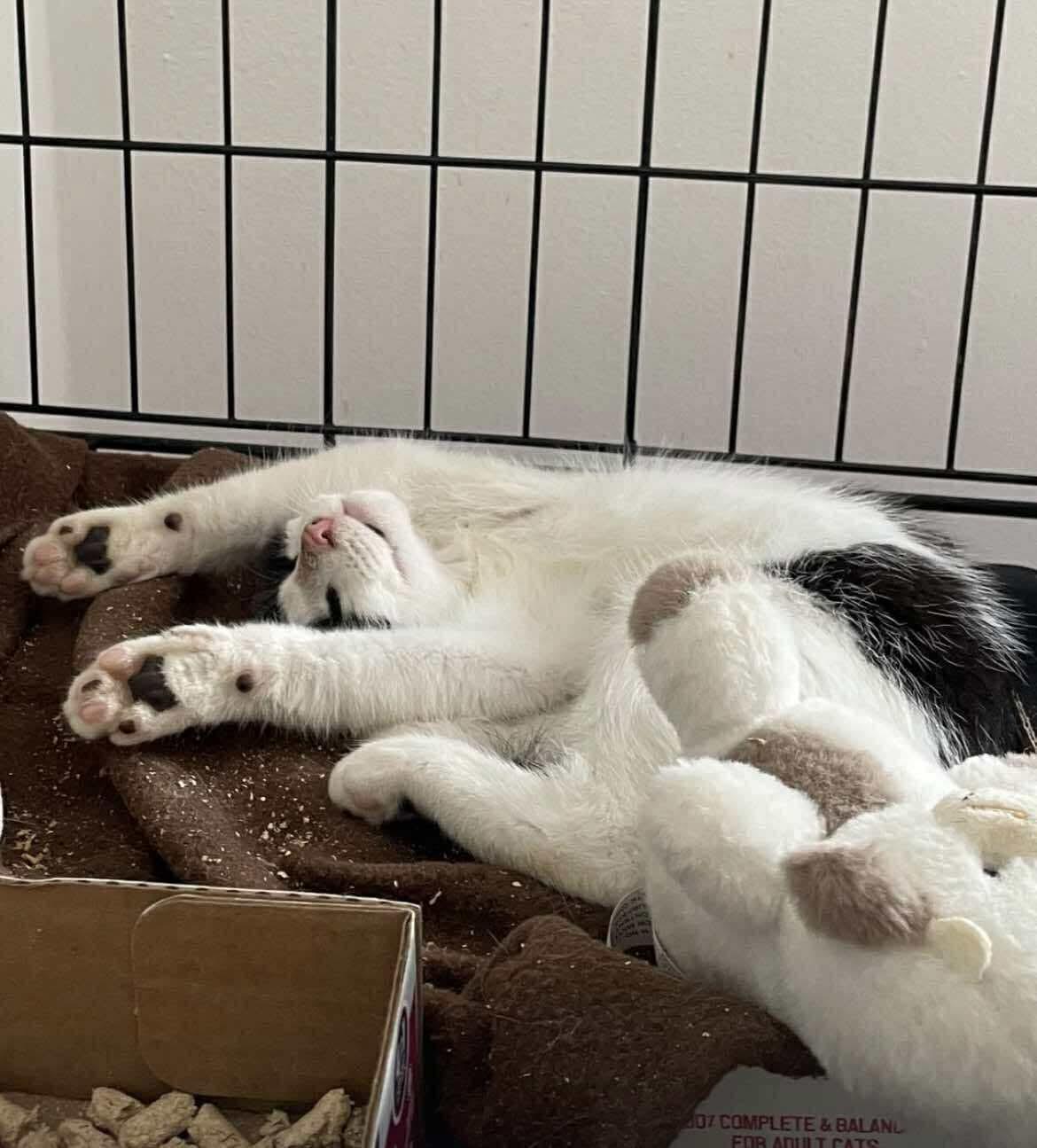 Suki
