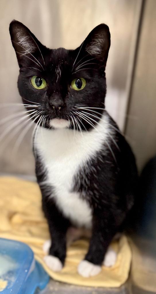 Pamela, Adoptable, Young Female Domestic Short Hair.