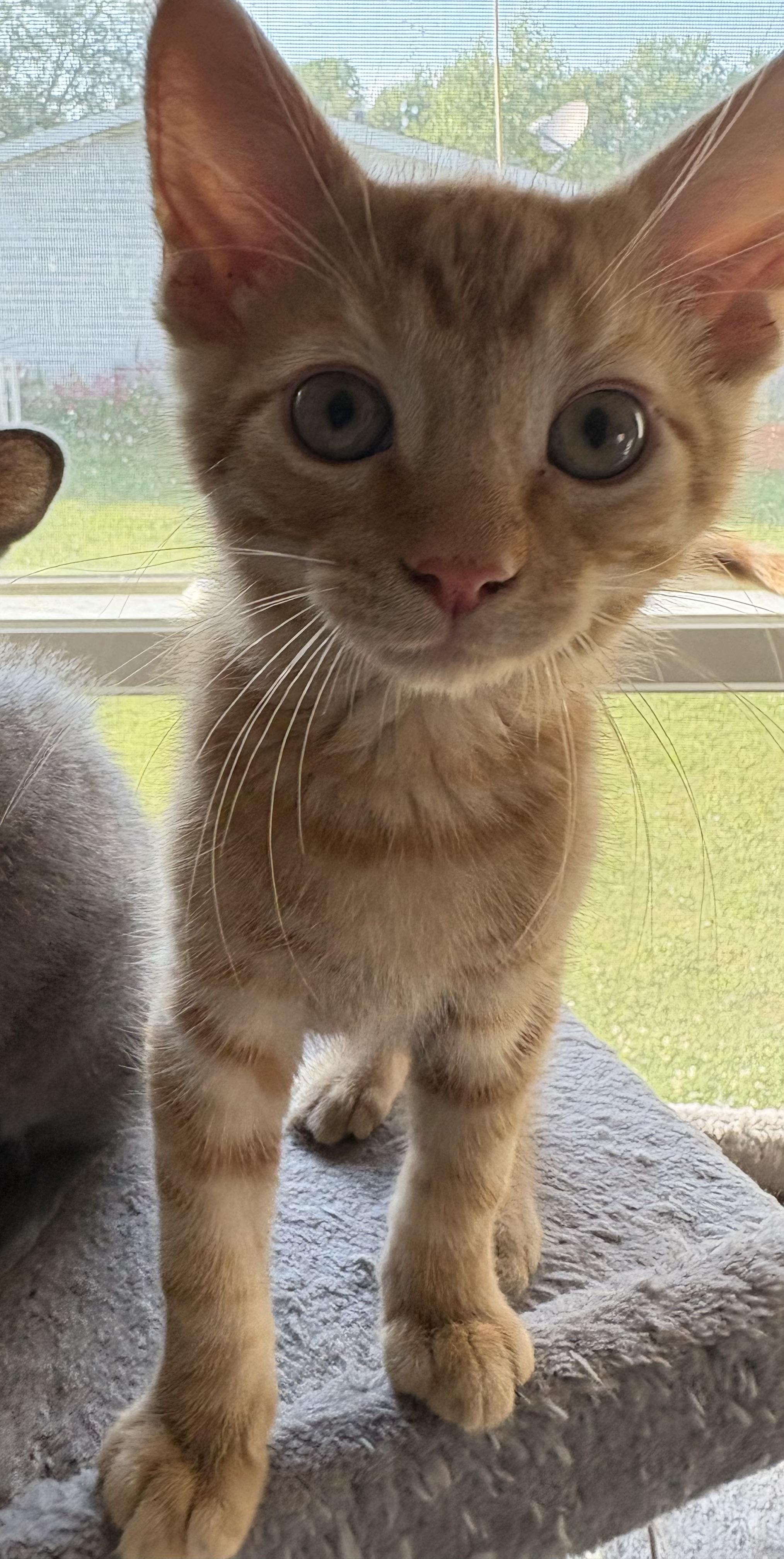 Cosmopolitan, Baby Male Domestic Short Hair