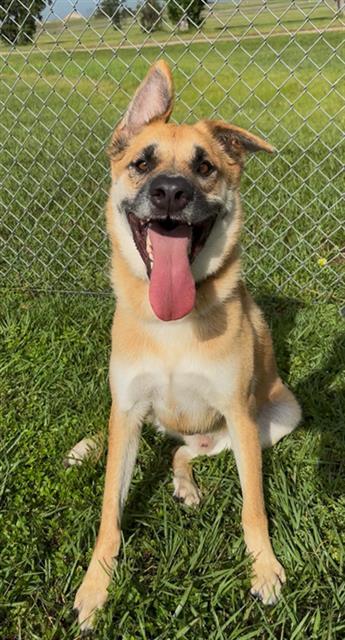 Enlarge BOLDER, a Adoptable German Shepherd Dog in Rosenberg, TX image 1/1