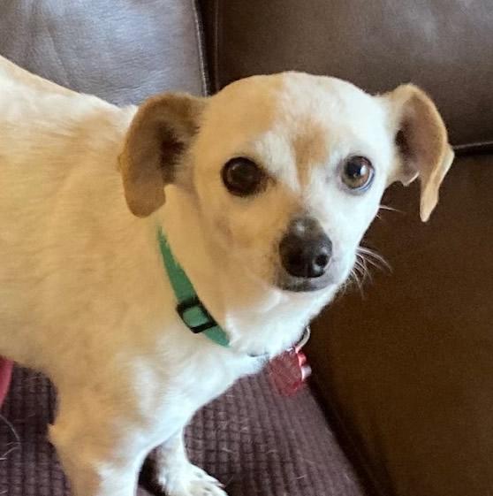 Lady Bug, a Adoptable Chihuahua in Pittsburg, CA image 6/6