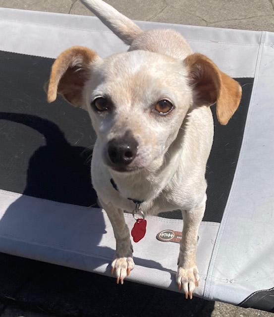 Lady Bug, a Adoptable Chihuahua in Pittsburg, CA image 2/6