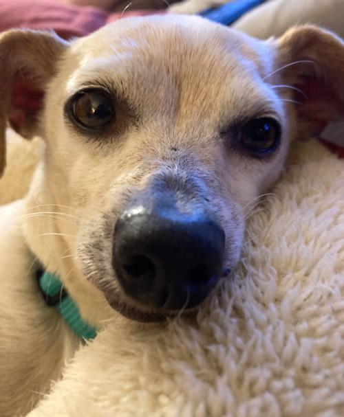 Lady Bug, a Adoptable Chihuahua in Pittsburg, CA image 5/6