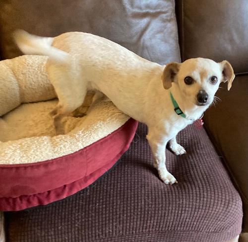 Lady Bug, a Adoptable Chihuahua in Pittsburg, CA image 4/6