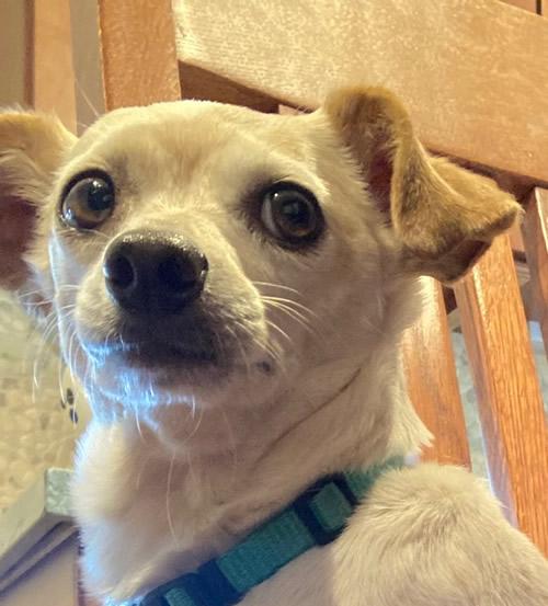 Lady Bug, a Adoptable Chihuahua in Pittsburg, CA image 3/6