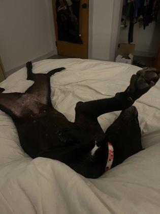 Enlarge Darla (158323), a Adoptable Labrador Retriever in Baton Rouge, LA image 1/6