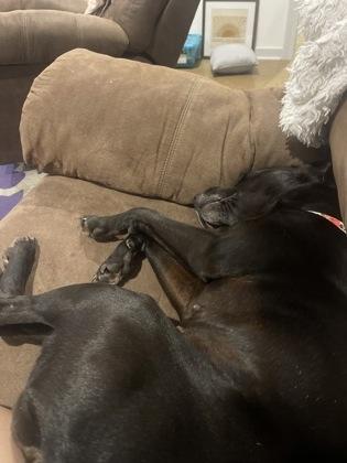 Enlarge Darla (158323), a Adoptable Labrador Retriever in Baton Rouge, LA image 2/6