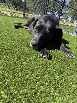 Enlarge Darla (158323), a Adoptable Labrador Retriever in Baton Rouge, LA image 3/6