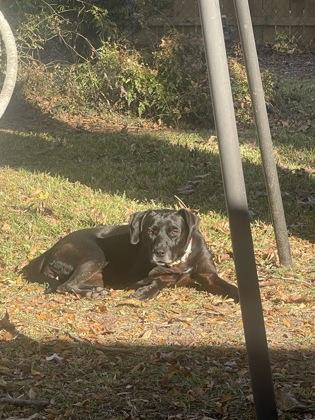 Enlarge Darla (158323), a Adoptable Labrador Retriever in Baton Rouge, LA image 4/6