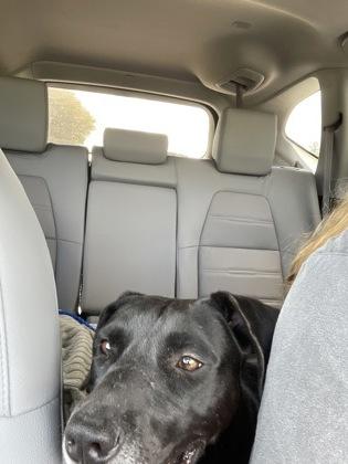 Enlarge Darla (158323), a Adoptable Labrador Retriever in Baton Rouge, LA image 5/6