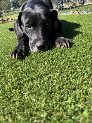 Enlarge Darla (158323), a Adoptable Labrador Retriever in Baton Rouge, LA image 6/6