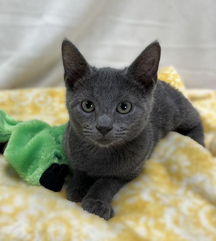 Glinda, Adopted, Kitten Female Domestic Short Hair.