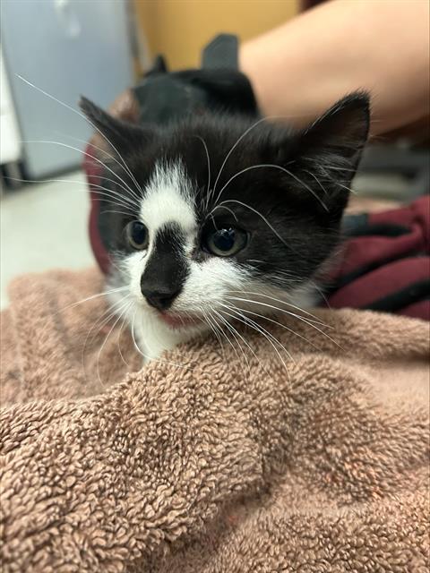 Enlarge GOLD, a Adoptable Domestic Short Hair in Alameda, CA image 1/1