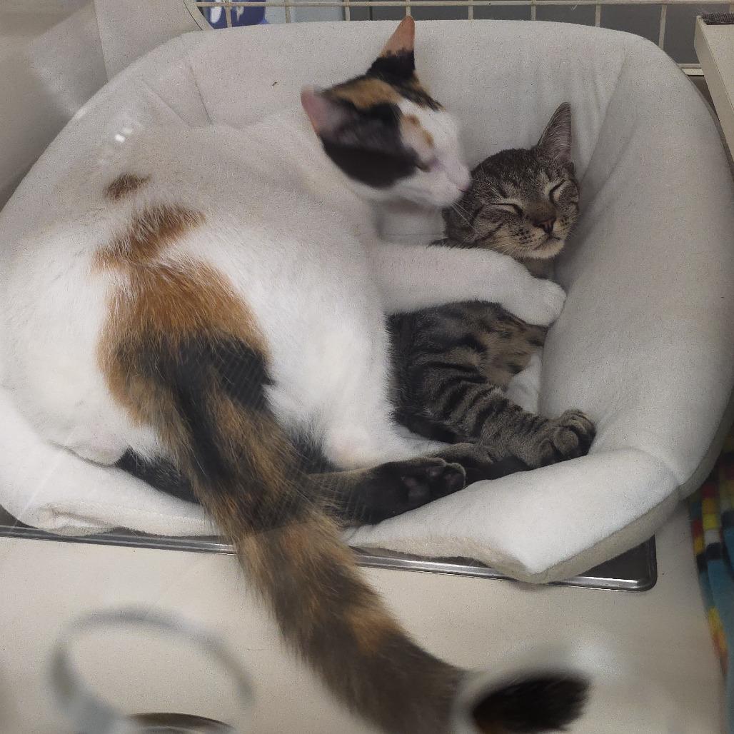 Claudette, a Adoptable Domestic Short Hair in Williston, FL image 1/5