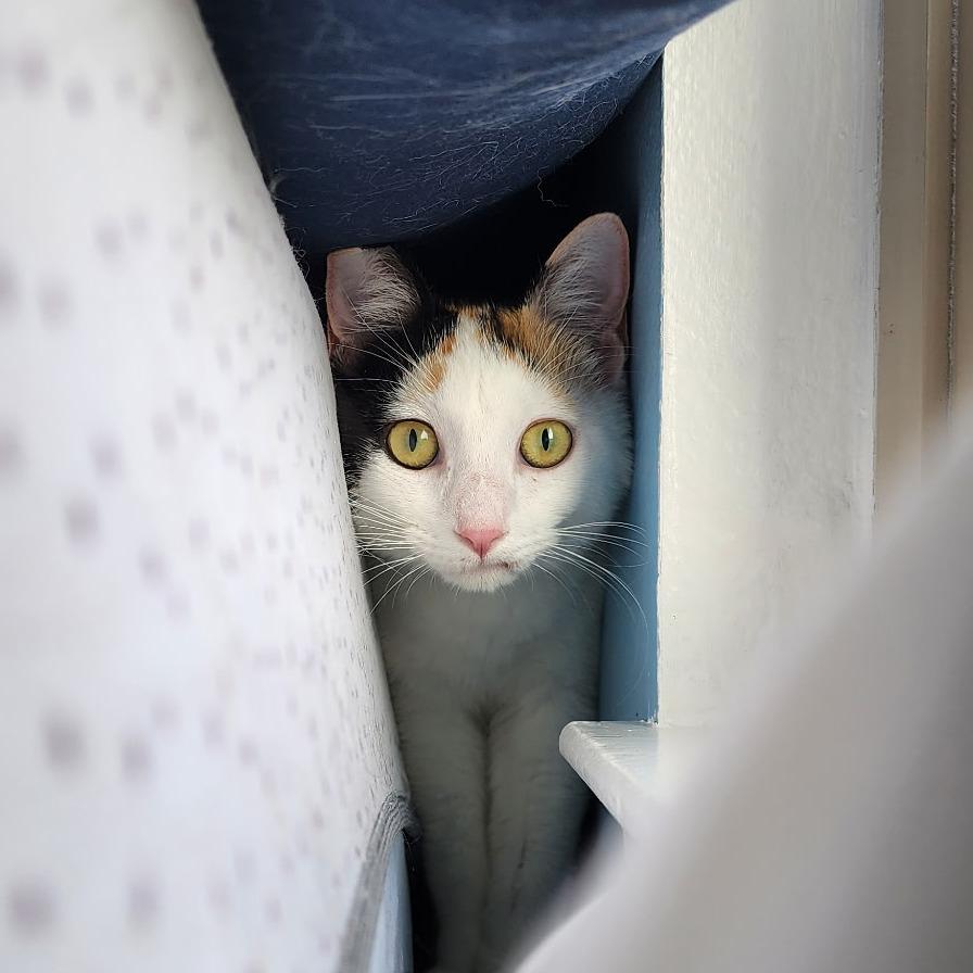 Claudette, Adoptable, Adult Female Domestic Short Hair.