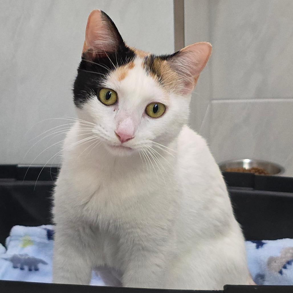 Enlarge Claudette, a Adoptable Domestic Short Hair in Williston, FL image 2/4