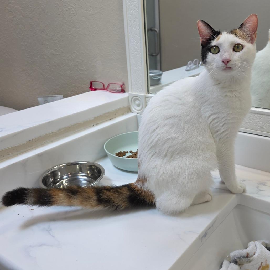 Enlarge Claudette, a Adoptable Domestic Short Hair in Williston, FL image 3/4