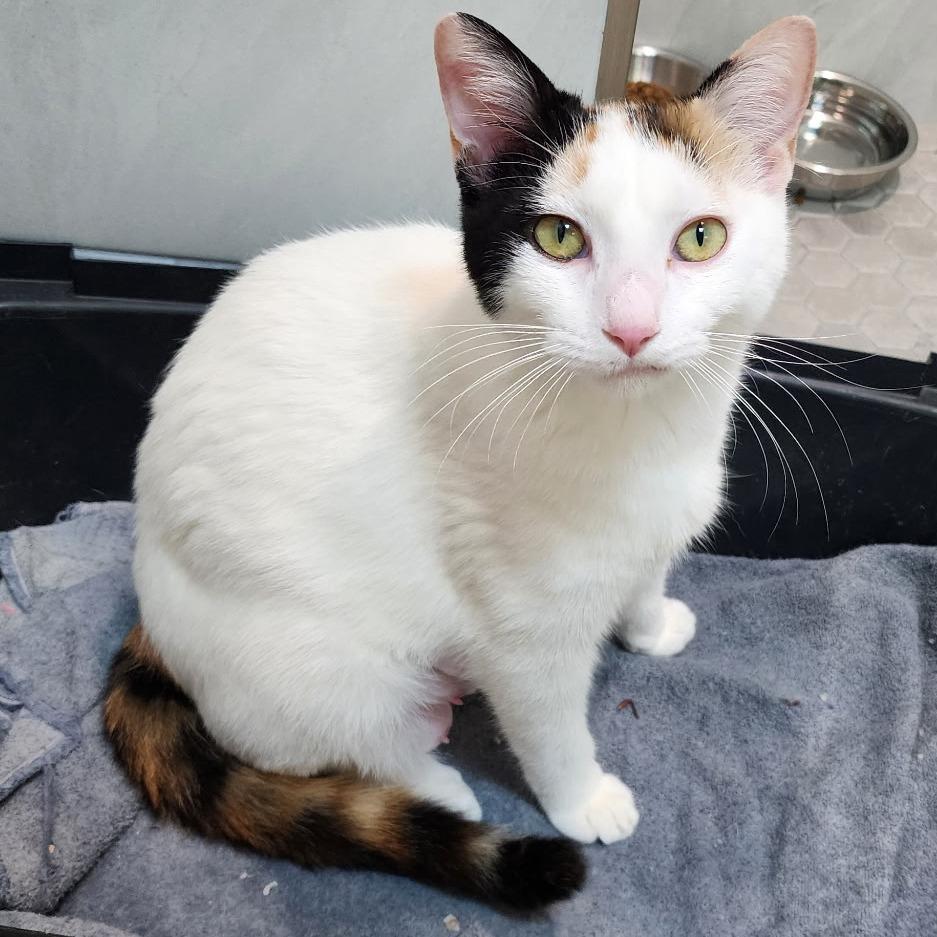 Enlarge Claudette, a Adoptable Domestic Short Hair in Williston, FL image 4/4