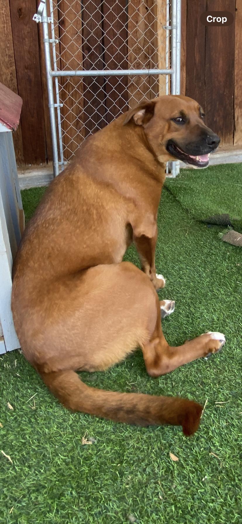 Brownie, Adoptable, Adult Female Labrador Retriever.