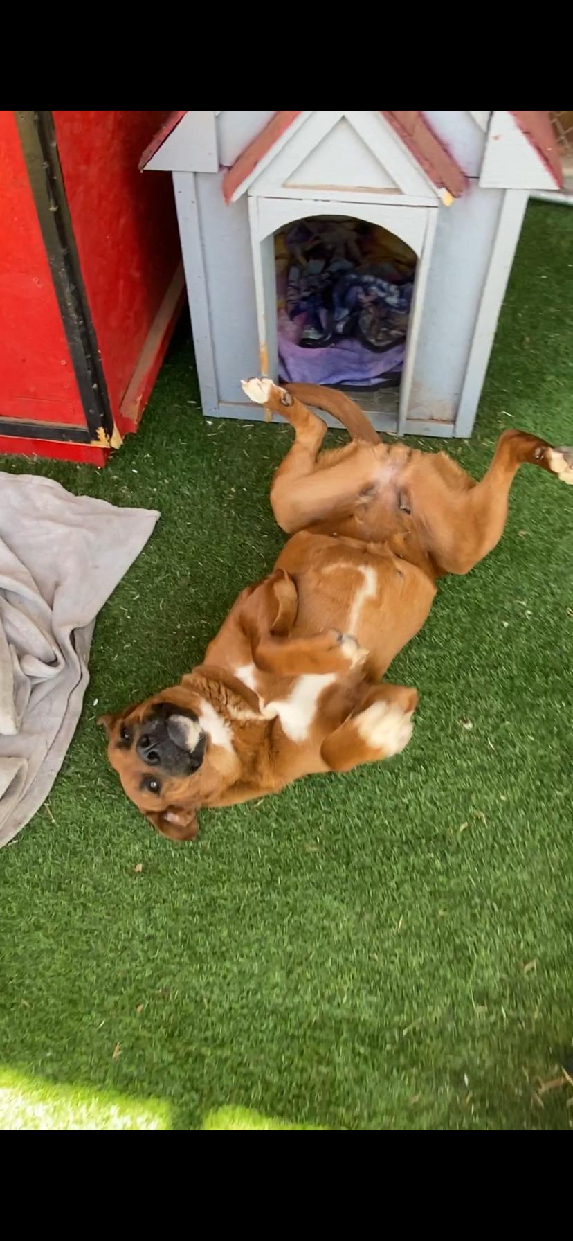 Enlarge Brownie, a Adoptable Labrador Retriever in Shallowater, TX image 2/2