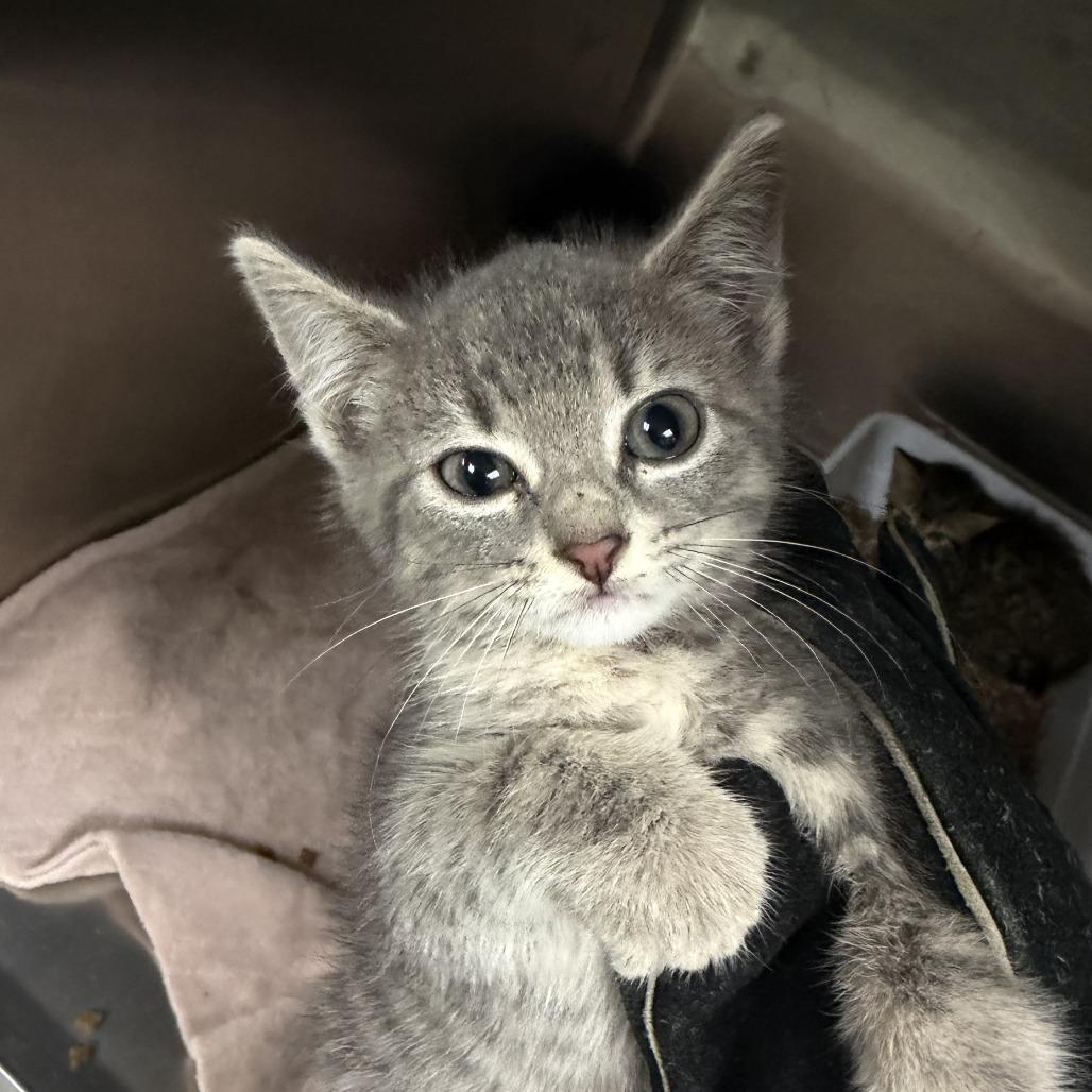Enlarge Cora, a Adoptable Domestic Short Hair in Marion, VA image 1/1