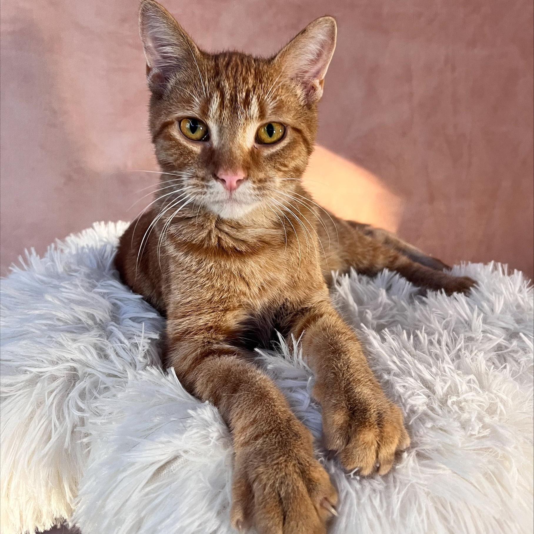 Kit, Adopted, Young Male Domestic Short Hair.