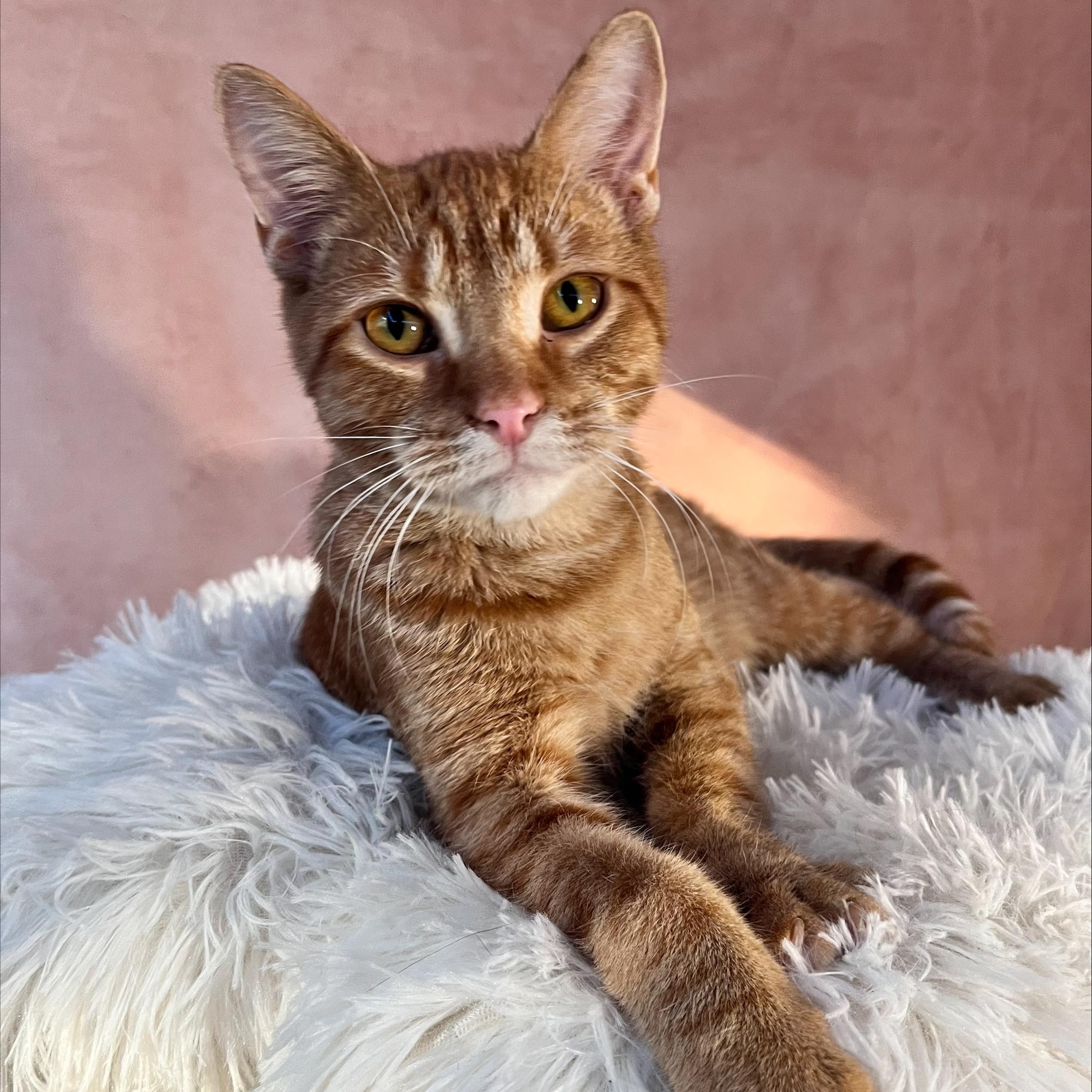 Enlarge Kit, a Adopted Domestic Short Hair in St Catharines, ON image 3/3