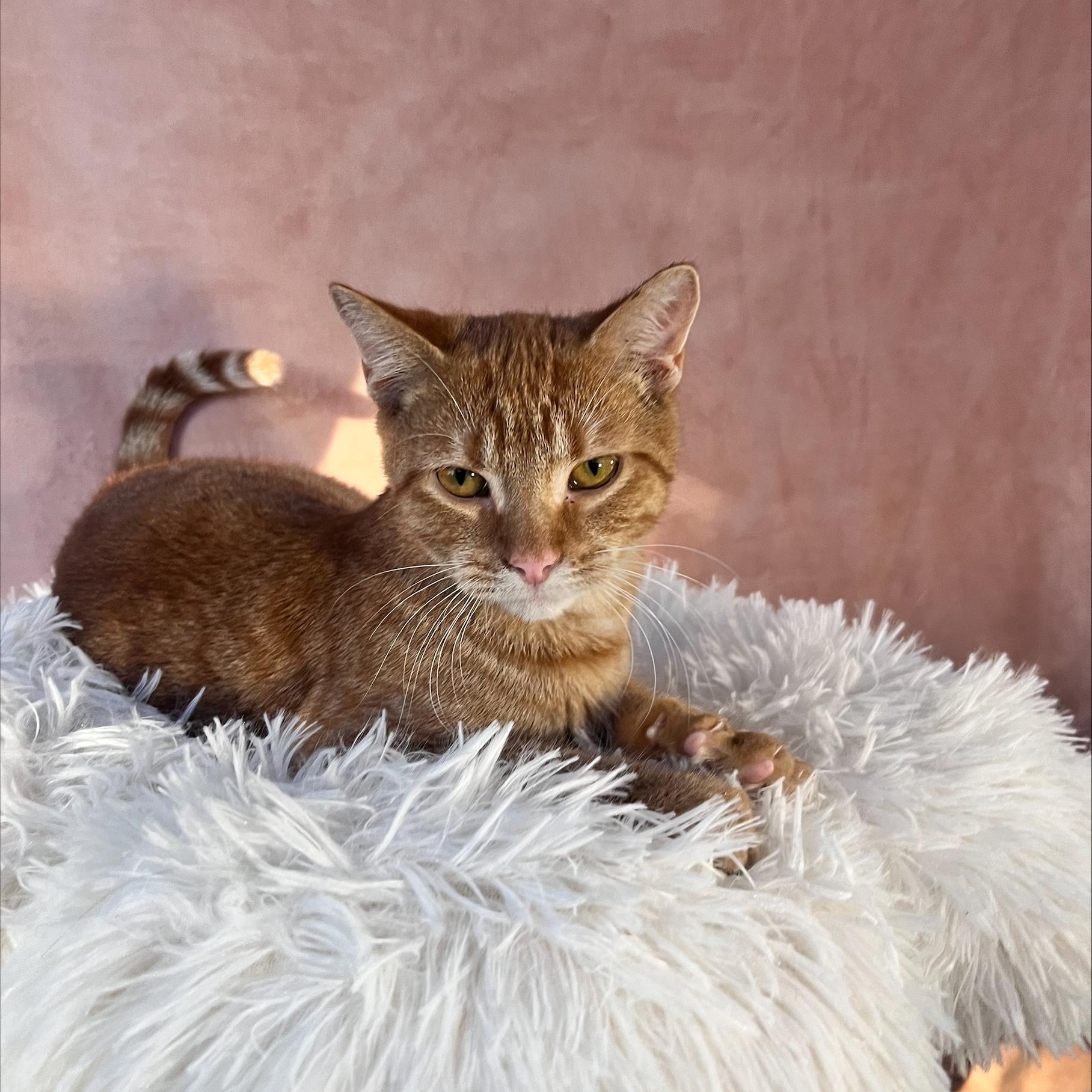 Enlarge Kit, a Adopted Domestic Short Hair in St Catharines, ON image 2/3