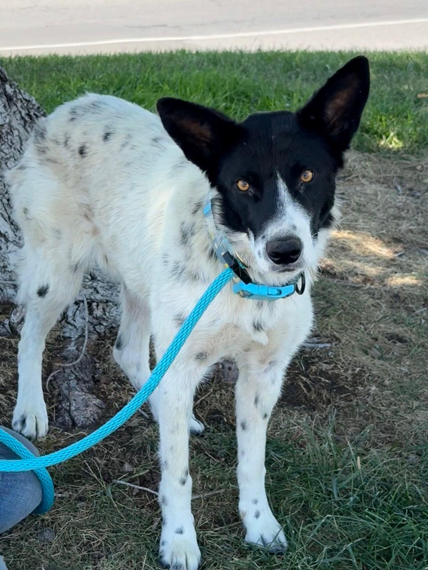 Willow, a Adoptable mixed breed in Albuquerque, NM image 5/5