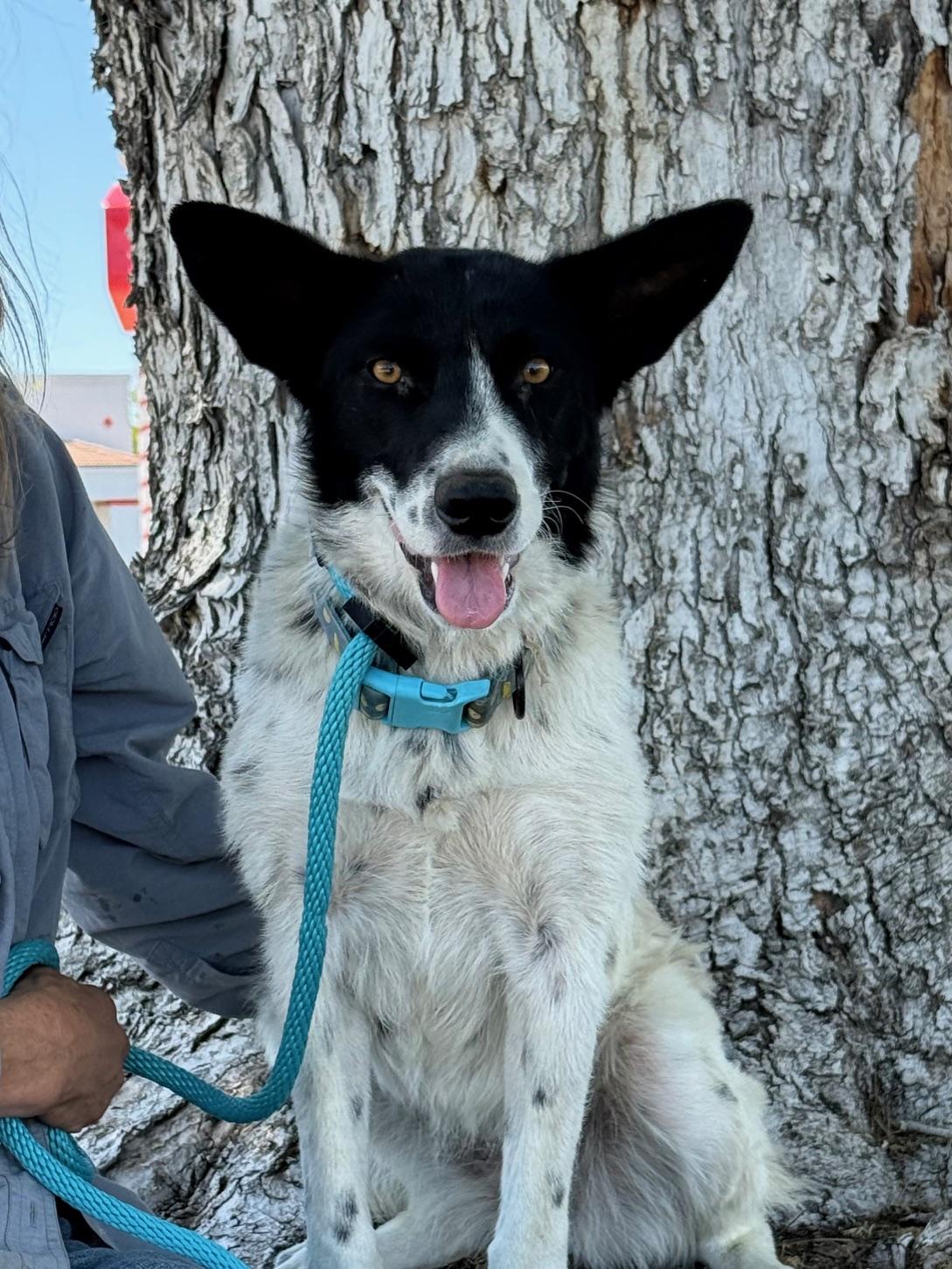 Willow, a Adoptable mixed breed in Albuquerque, NM image 3/5